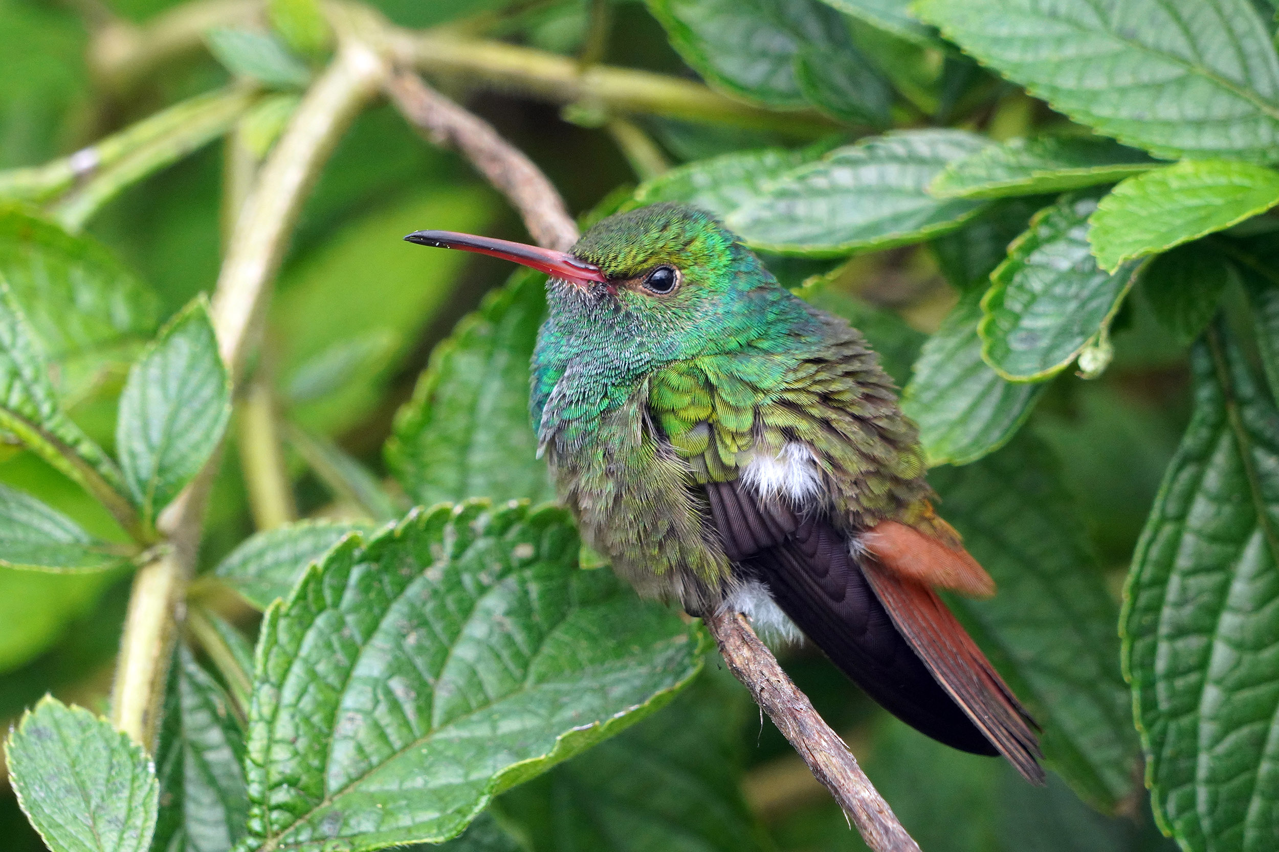 Costa Rica - Février 2025